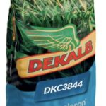 Kukurydza DKC 3844 C1 50tys.n